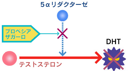 脱毛ホルモン（DHT）の働きを抑制