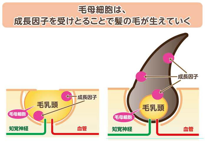 毛母細胞は。成長因子を受け取ることで髪の毛が生えていく